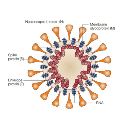 Cansino Bio Vaccine Covid-19 (sars-cov-2) Adenovirus ...